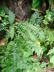 Hymenasplenium obscurum