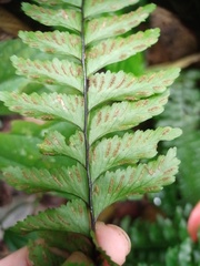 Hymenasplenium obscurum