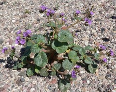 Phacelia calthifolia