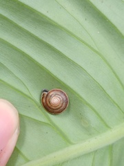 Geotrochus bicolor