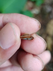 Geotrochus bicolor