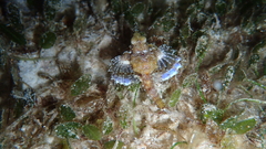 Eurypegasus draconis