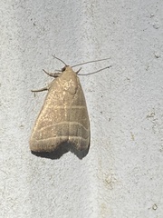 Bagisara rectifascia