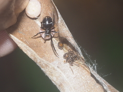 Parasteatoda ducta