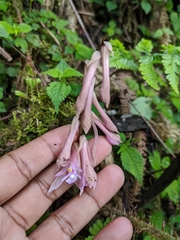 Cremastra appendiculata