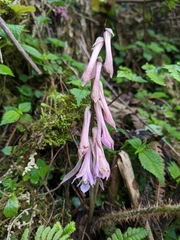 Cremastra appendiculata