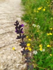 Salvia