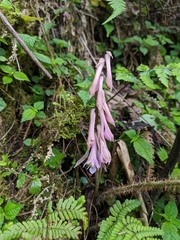 Cremastra appendiculata