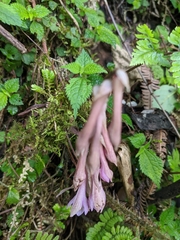 Cremastra appendiculata