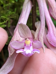 Cremastra appendiculata