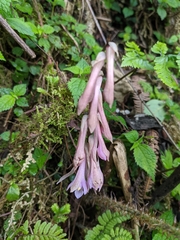 Cremastra appendiculata