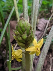 Curculigo orchioides