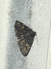 Metalectra tantillus