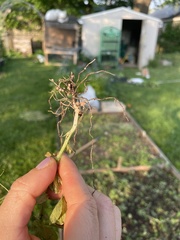 Rhizobium leguminosarum