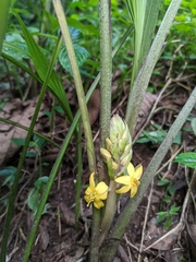 Curculigo orchioides