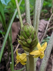 Curculigo orchioides