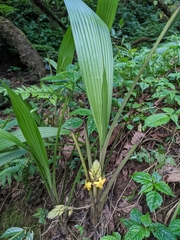Curculigo orchioides