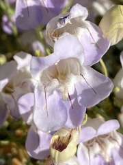 Penstemon fruticiformis