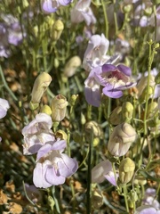 Penstemon fruticiformis