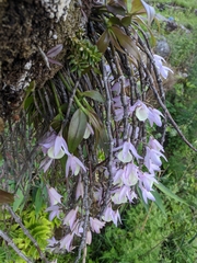 Dendrobium aphyllum