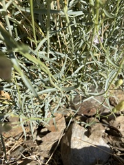 Penstemon fruticiformis