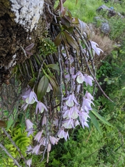 Dendrobium aphyllum