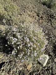Penstemon fruticiformis