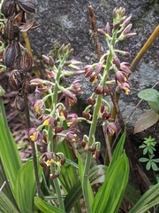 Calanthe mannii