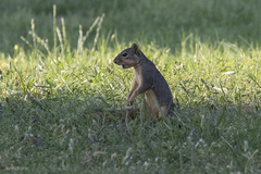 Sciurus niger