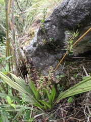 Calanthe mannii