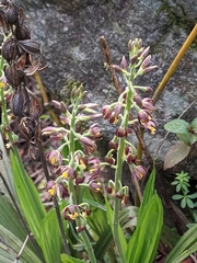 Calanthe mannii