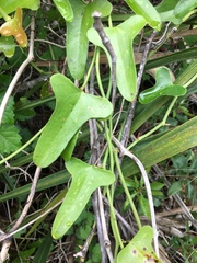 Smilax bona-nox image