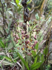 Calanthe mannii