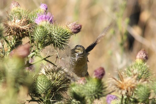 iNaturalist observation photo of Lesser Goldfinch