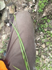 Carex grisea
