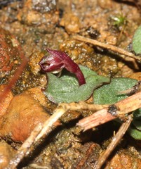 Corybas unguiculatus