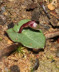 Corybas unguiculatus