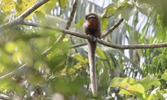 Plecturocebus ornatus