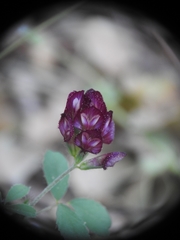 Trifolium grandiflorum