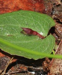 Corybas unguiculatus