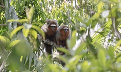 Plecturocebus ornatus