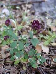 Trifolium grandiflorum