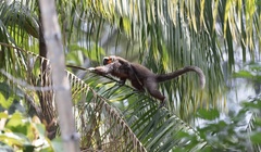 Plecturocebus ornatus