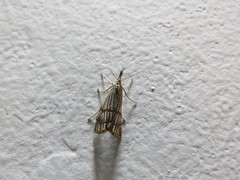 Chrysocrambus linetella