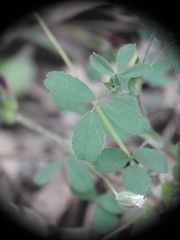 Trifolium grandiflorum