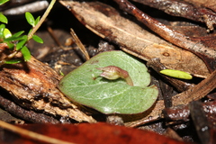 Corybas unguiculatus