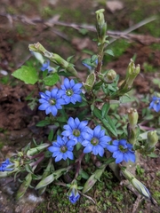 Gentiana arisanensis