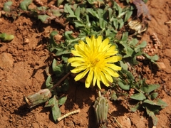 Taraxacum aleppicum