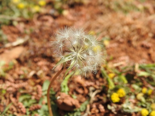 Taraxacum aleppicum, photograph 1