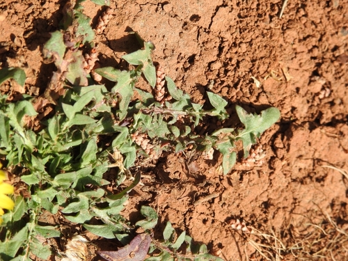 Taraxacum aleppicum, photograph 2